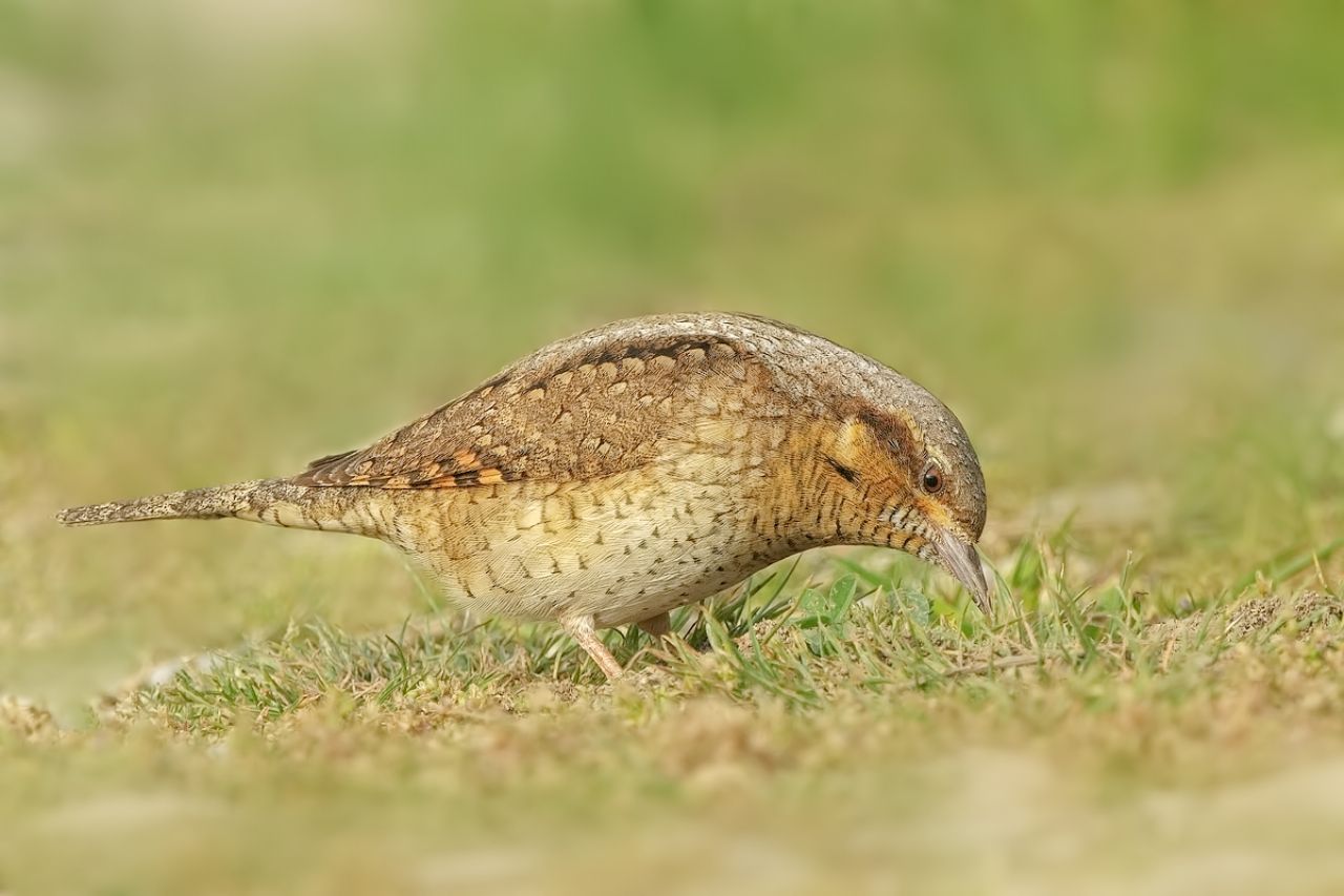 Torcicollo  (Jynx torquilla)